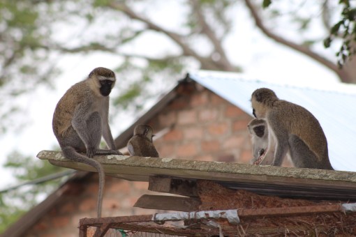 Vervet monkeys at Lake Nabugabo, Uganda