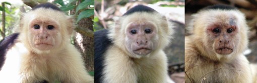 Subordinate subadult, subordinate adult, and alpha adult male white-faced capuchin monkeys (Cebus capucinus).